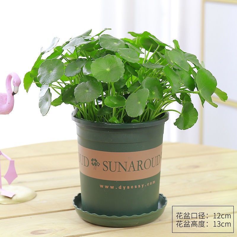 铜钱草水培内花盆植物室内室外大叶子植物办公桌内盆栽金钱草绿植