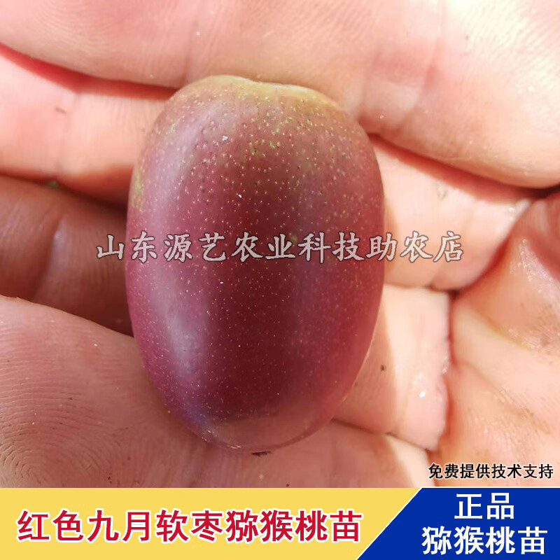 宏盼嫁接红色九月软枣猕猴桃苗红心奇异莓苗盆栽地载北南方种当年结果