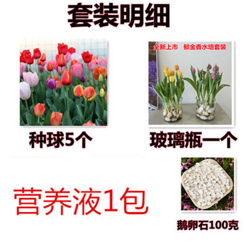 雅卉郁金香种球荷兰进口阳台室内外好养易活水土培花卉盆栽植物花种子 水培混色或备注颜色 郁金香进口球