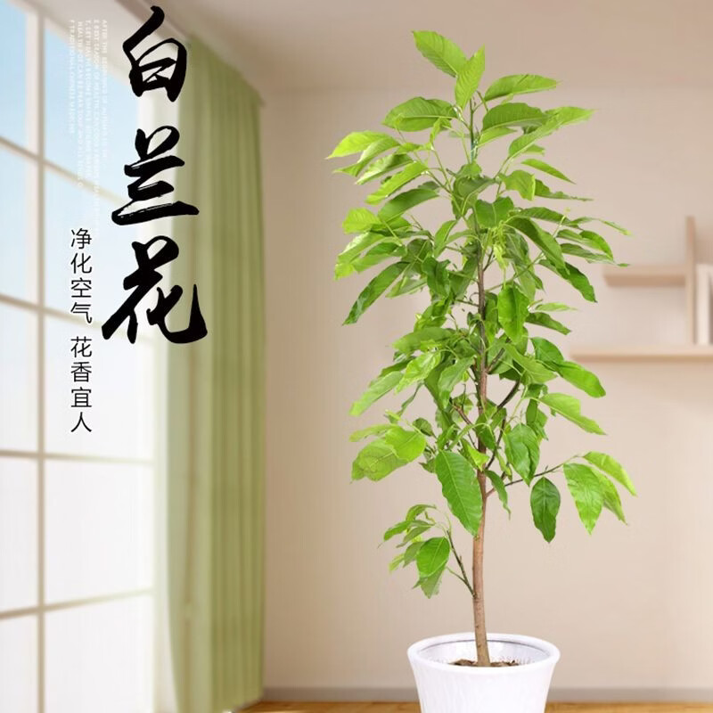 四季白兰花盆栽树苗矮化室内花卉浓香型带花苞黄角兰庭院大型绿植