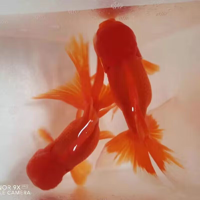 drontal狮子头国狮红狮小金鱼观赏鱼活体好养耐活冷 红狮9-10厘米2条