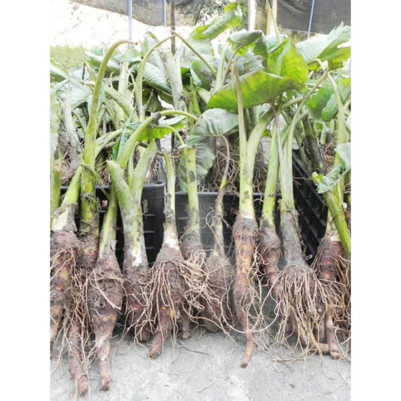 禾之润正宗乐昌炮弹芋头苗 张溪芋头苗芋苗 香芋苗 大芋头芋头苗 0g