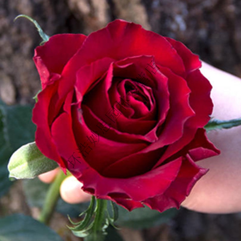 玫瑰月季花杯苗四季栽培鲜切花种苗带土发货基地直供玫瑰小苗 传奇 5