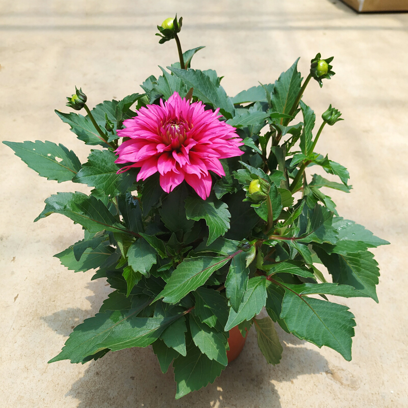 重瓣大丽花盆栽带花苞发货四季开花阳台庭院小丽菊花卉花苗 玫红色 含