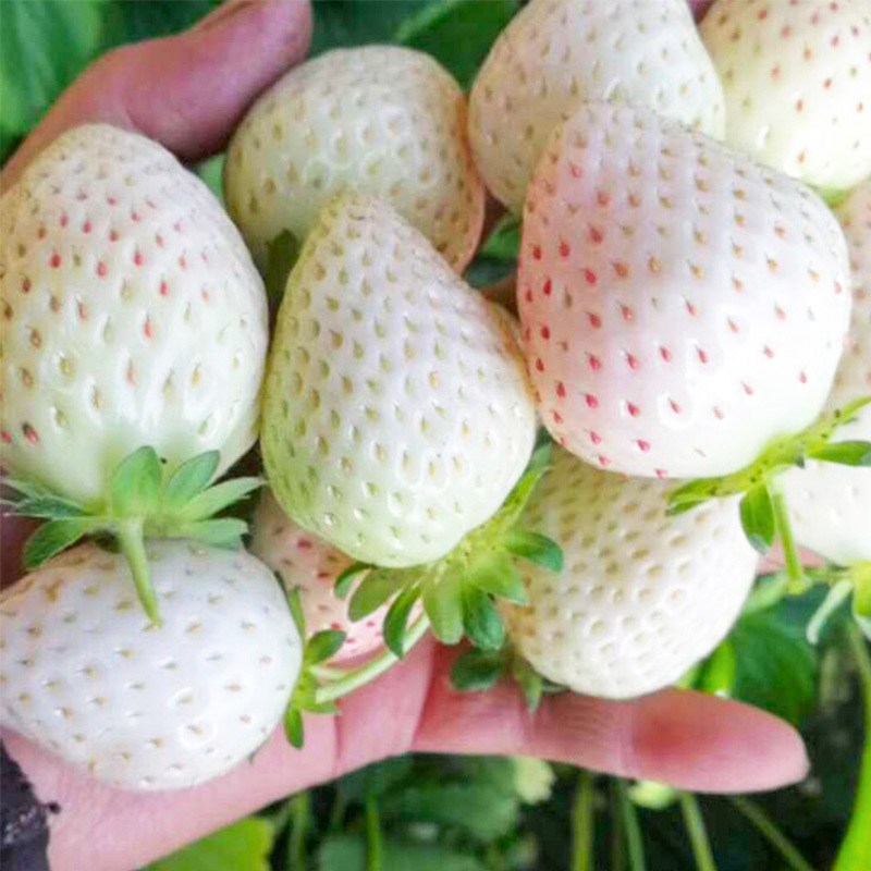 种菜记  草莓种子四季易活结果多草莓籽庭院阳台盆栽春季秋季农家蔬菜