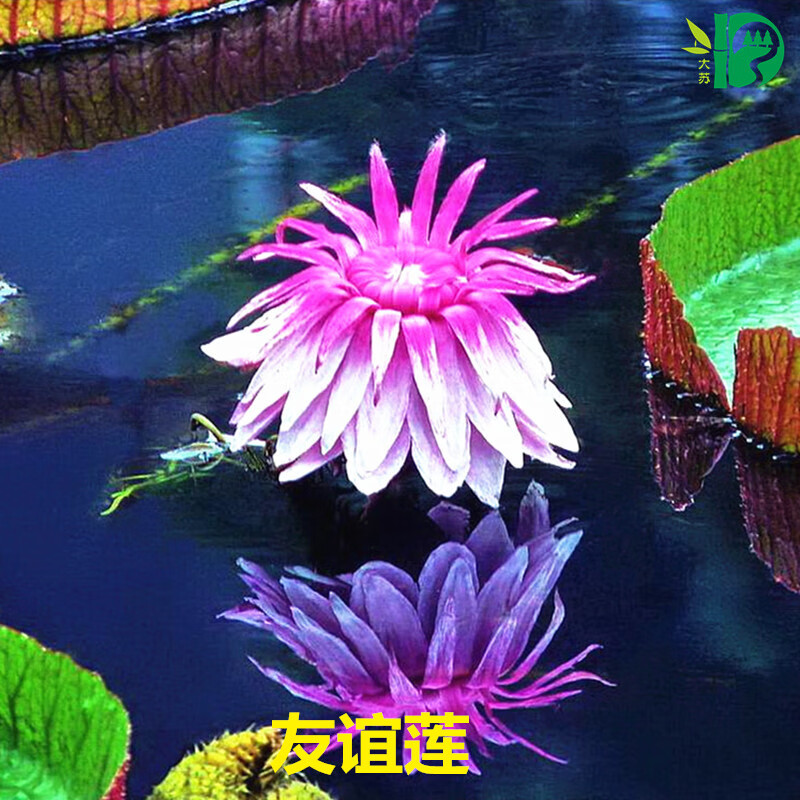 山头林村王莲根块种子王莲苗当年开花水生花卉王莲种子大型睡莲坐人