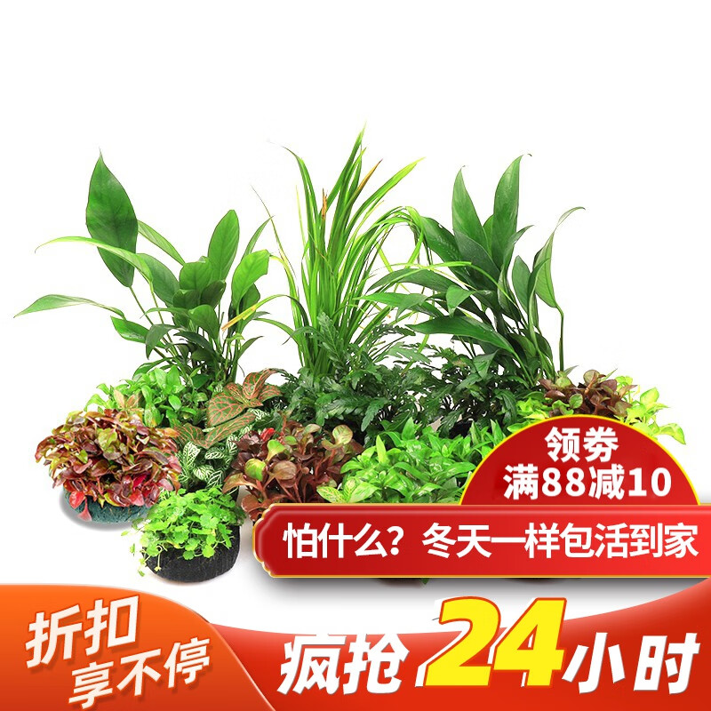 云峰海瑞真水草活体坨草 鱼缸水草泥 活水草 小鱼缸造景 鱼缸活体水草 好养易活套餐高性价比高么?