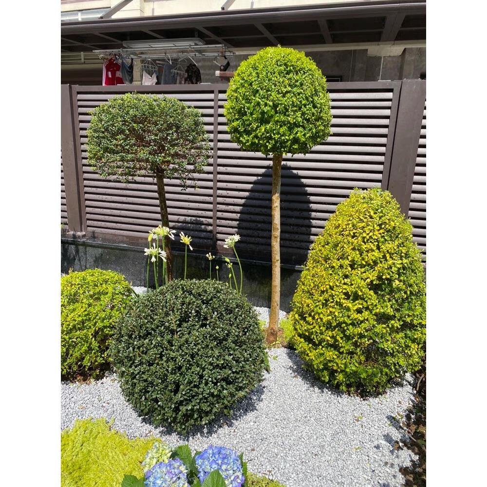 宝御安亮晶女贞棒棒糖盆栽花卉庭院搭配设计花镜植物四季常青造型树