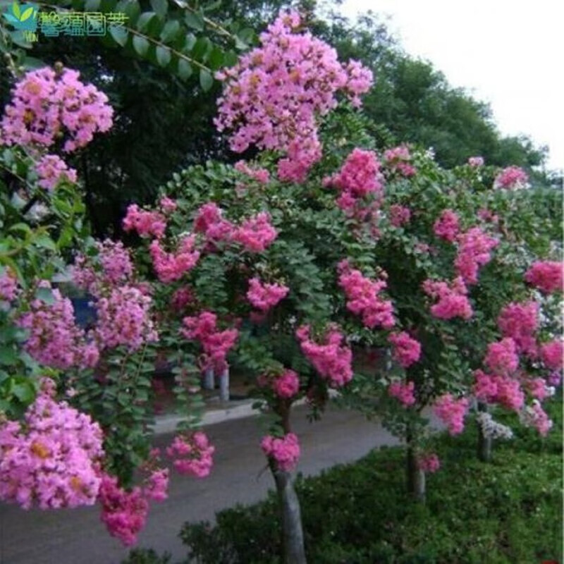 苏跃绿化苗木 紫薇苗 速生紫薇 红花紫薇苗 紫薇小苗 紫薇树 粉红