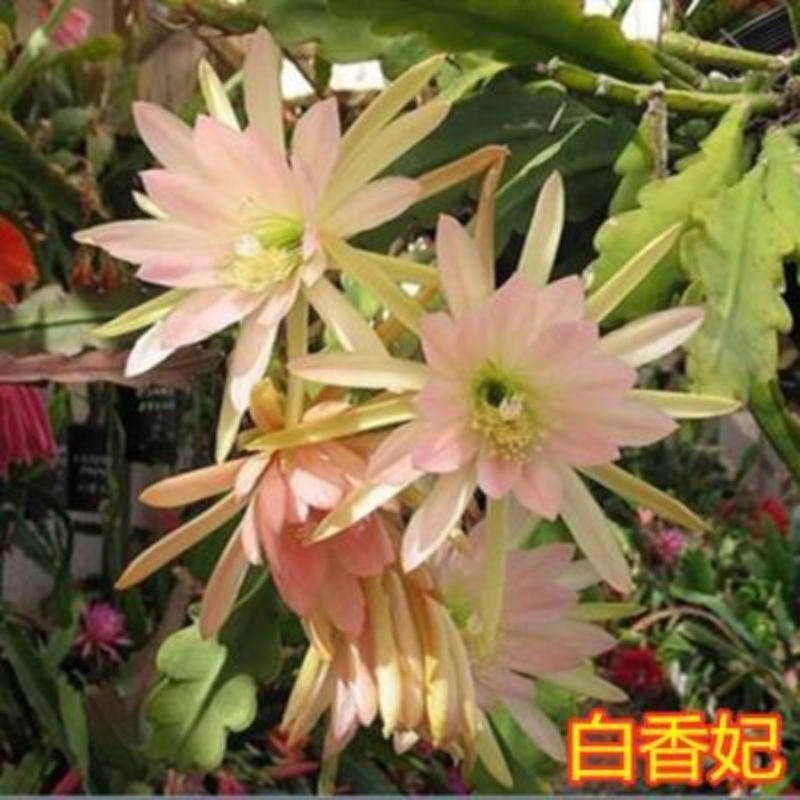 粉色令箭荷花盆栽大花重瓣苗东北小粉玫红色鱼骨令箭荷花苗带根 白