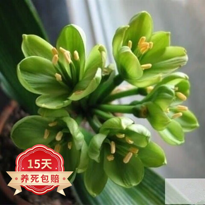 欧悟【含盆含土】君子兰花苗盆栽室内客厅绿植花卉 当年开花植物盆景