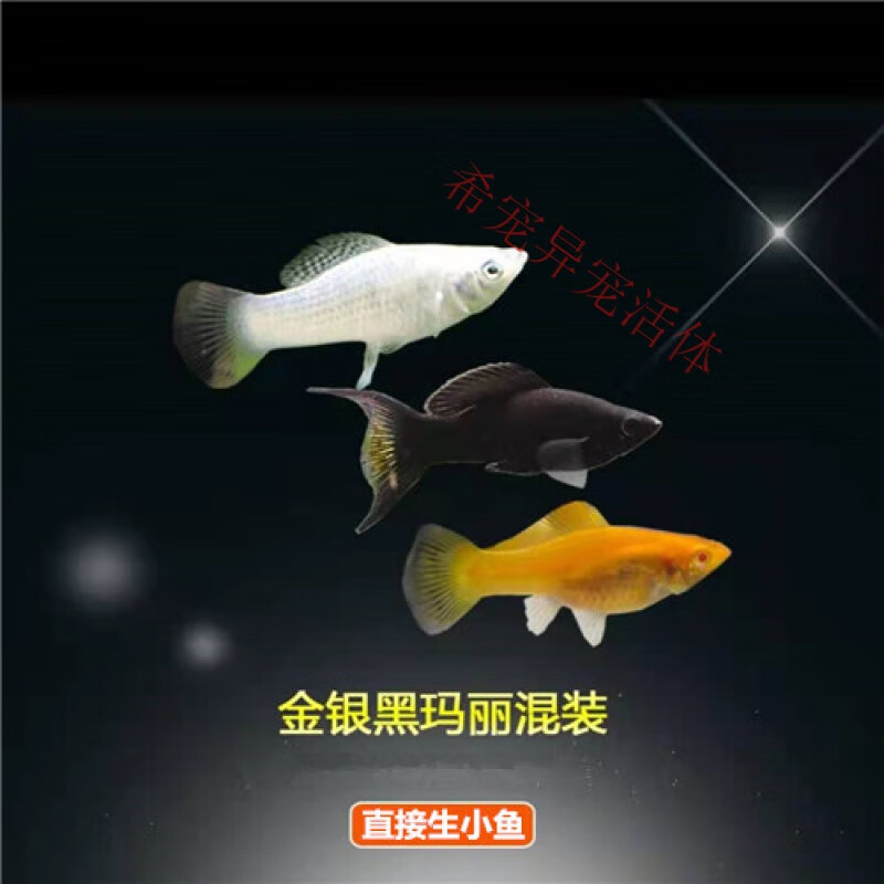 月光鱼胎生鱼直接下小鱼新手鱼 好养活米奇孔雀 三色玛丽3只(3-4cm)