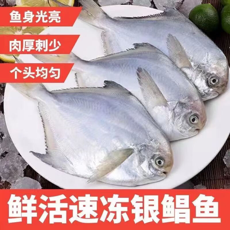 铭语然银鲳鱼 鲜活海鲜冷冻深海白鲳鱼新鲜水产平鱼镜鱼海鱼扁鱼 500g
