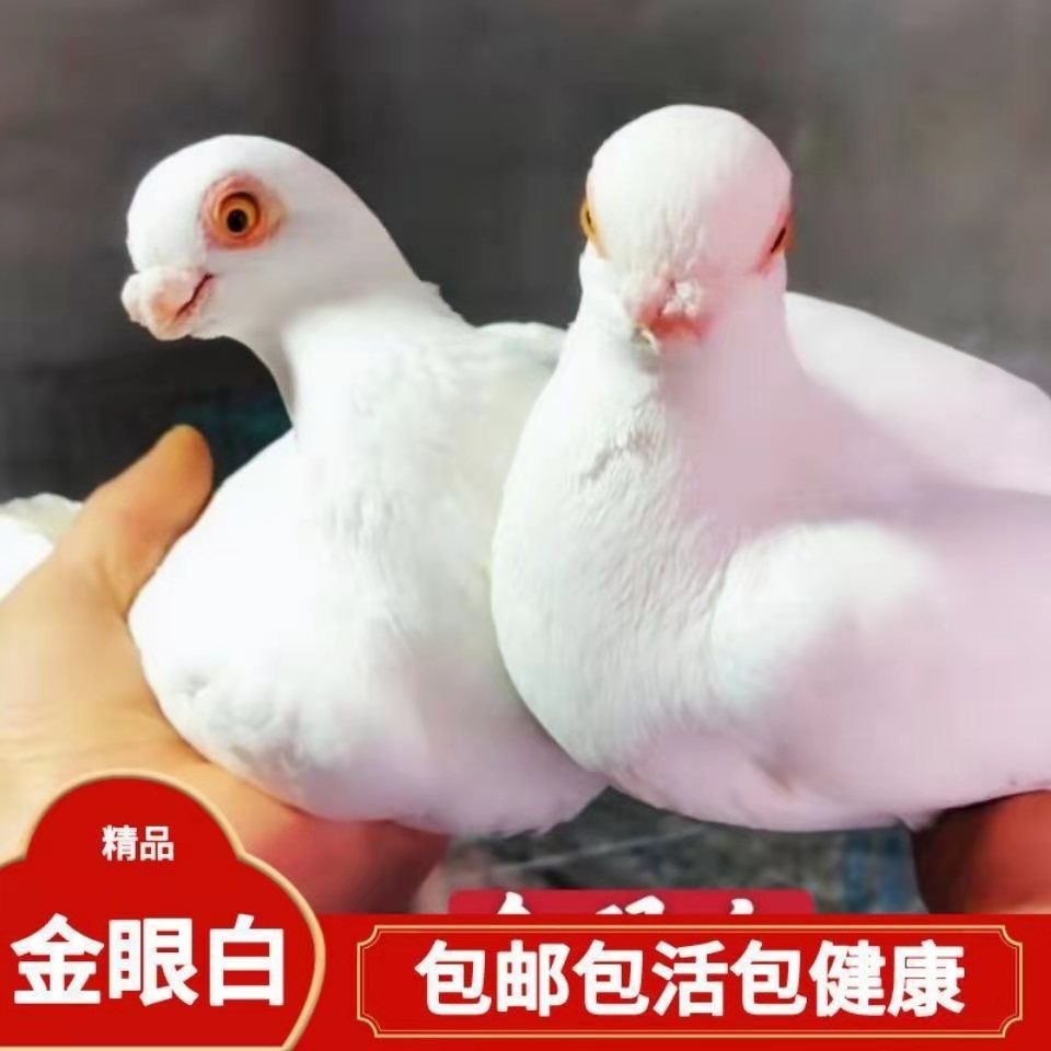 观赏鸽金眼白宠物鸽子短嘴疆系豆眼白鸽子种鸽一对活体包活包健康 金