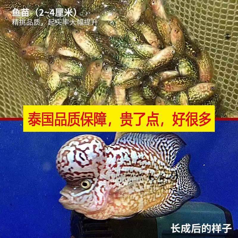 网红进口泰国罗汉鱼起头亚成鱼苗鸿运火凤凰爆头泰金罗汉鱼热带观赏鱼