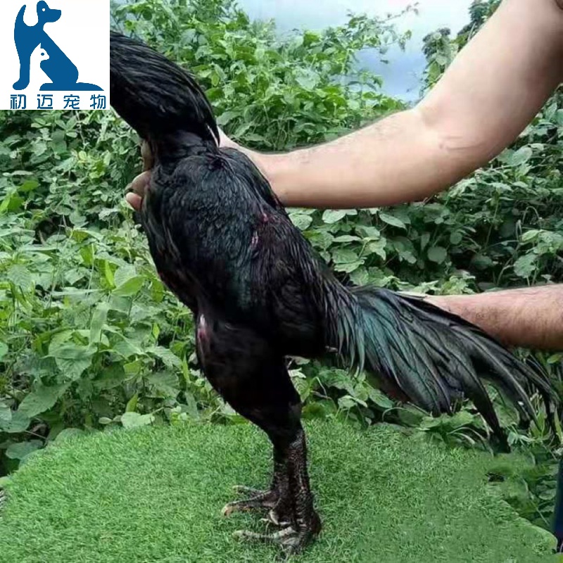 斗鸡苗越南蛋斗鸡种蛋纯种斗鸡种蛋鬼子斗鸡种蛋鸡苗斗鸡可孵化10枚装