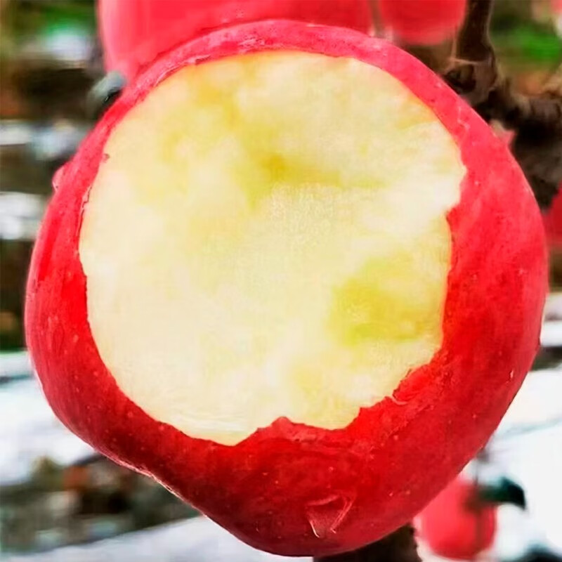 葫芦河葫芦河苹果 静宁县苹果产地直销袖珍果 70mm*24枚