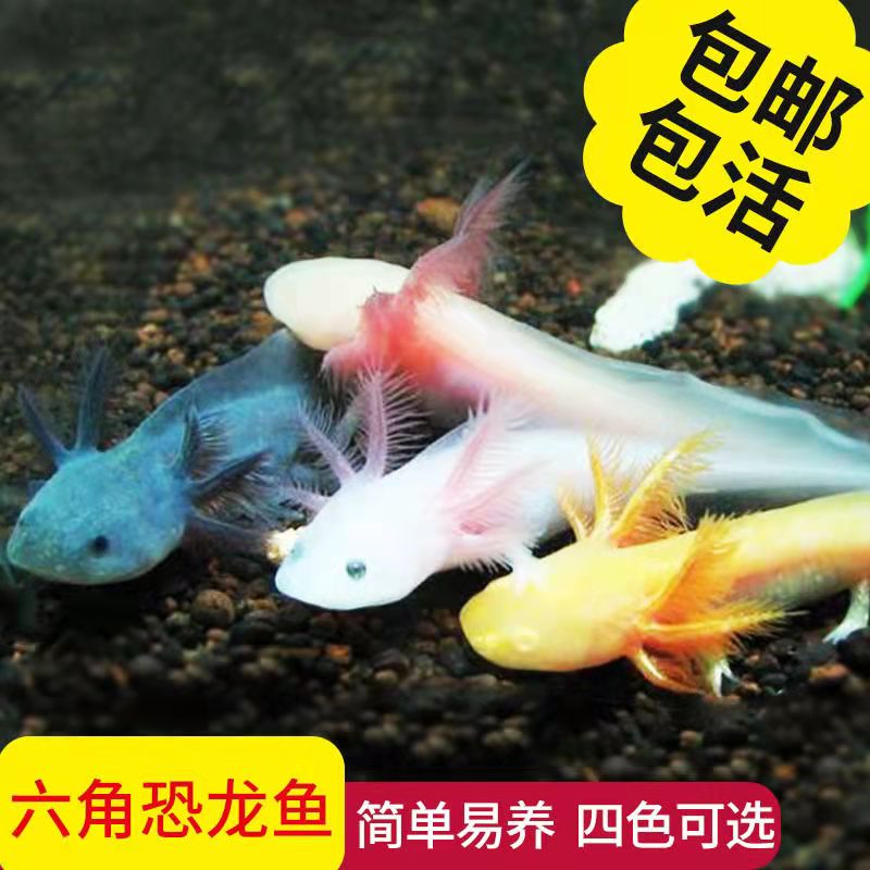 mingchong)易养活金鱼活体六角恐龙鱼淡水冷水鱼缸观赏鱼蝾螈霸王鱼