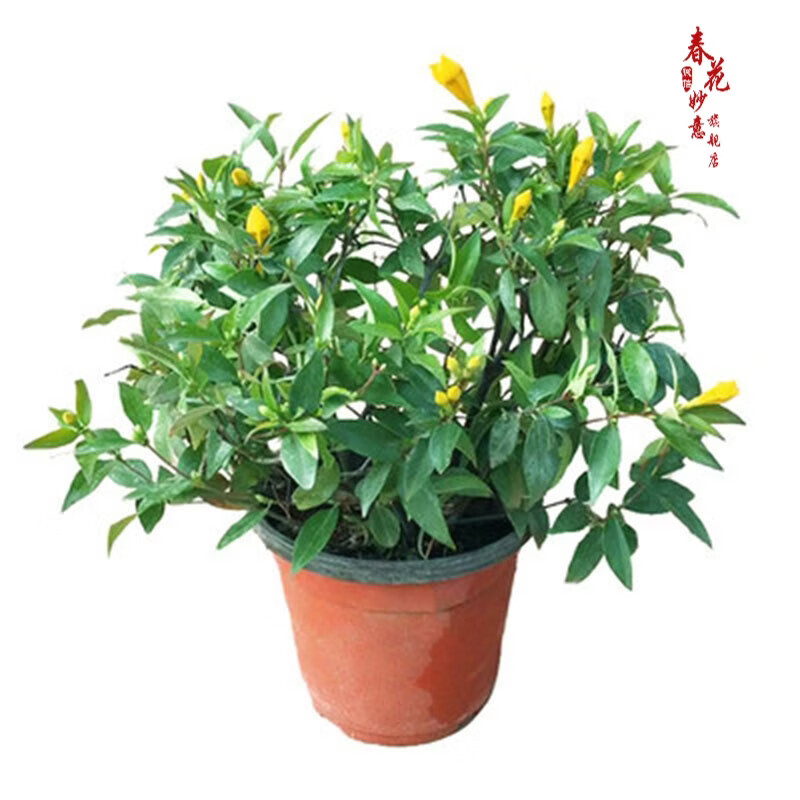 法国香水茉莉花苗冬季带花苞长青绿植花卉盆栽 黄茉莉爬藤植物耐寒花卉 法国香水小苗原土发货 含盆