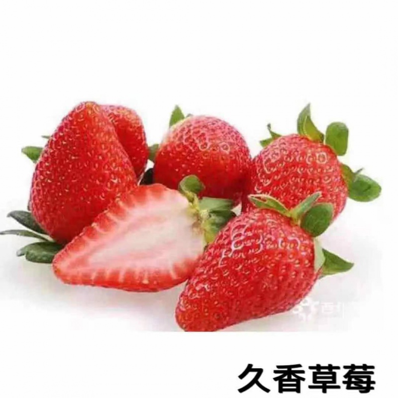 四季草莓苗带盆带土现挖现发当年结果南北方阳台种植易成活 久香草莓
