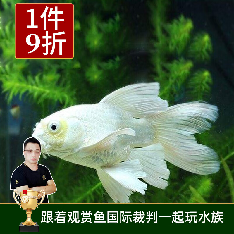 云峰海瑞 冷水鱼 观赏鱼 锦鲤鱼 蝴蝶鲤 金鱼活体观赏金鱼冷水鱼 锦鲤活鱼 狮王头球蝴蝶鲤14-15cm1条属于什么档次？