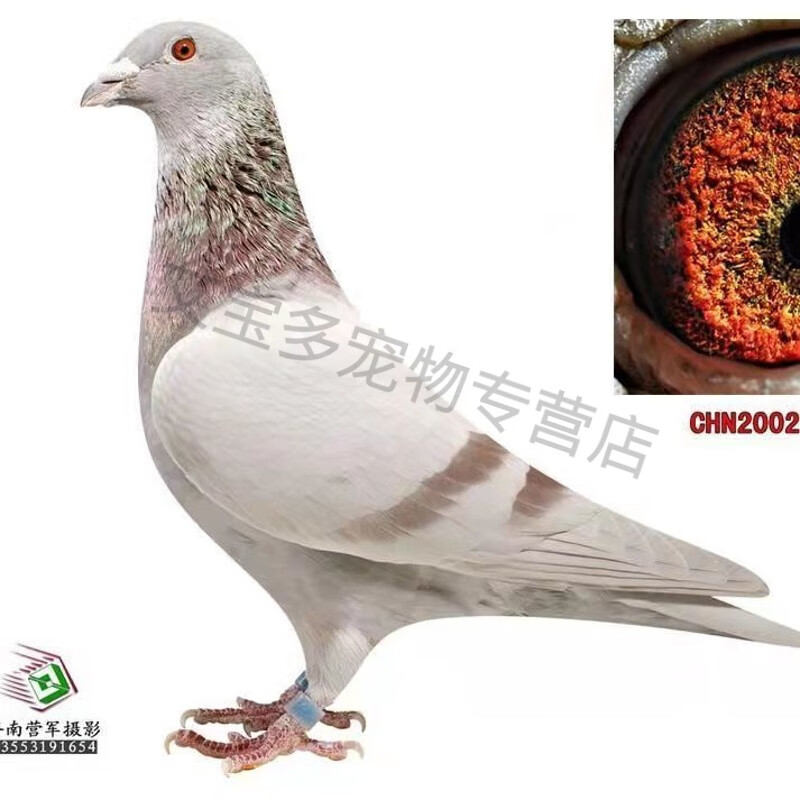 鸽子信鸽活体成绩血统幼鸽异色红降轮麒麟花种鸽一对鸽子活物一对