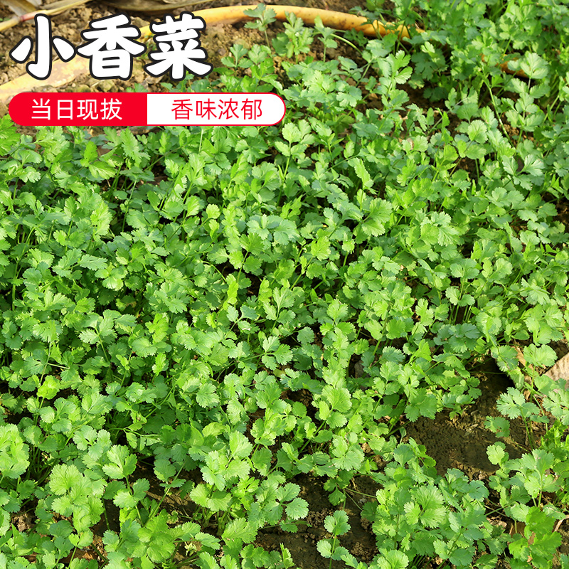 密水农家密云农业 本地自种香菜 鲜摘100g 新鲜时令蔬菜