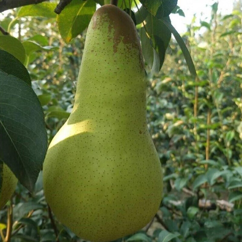 芷蕾特大阿巴特梨树苗嫁接梨苗全国易种耐寒易活高产盆栽地栽当年 7年