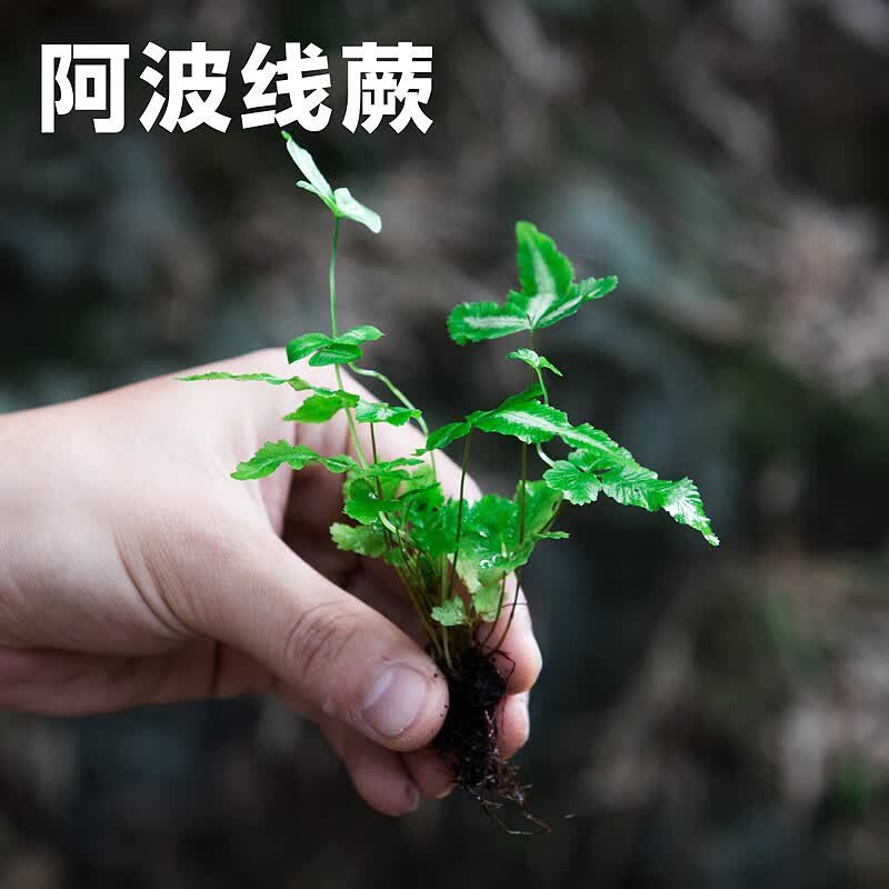 懿儱佩蕨类微景观水陆雨林缸假山造景绿植生态瓶DIY材料耐阴湿观叶植物 阿波线蕨 裸根不带土怎么样,好用不?