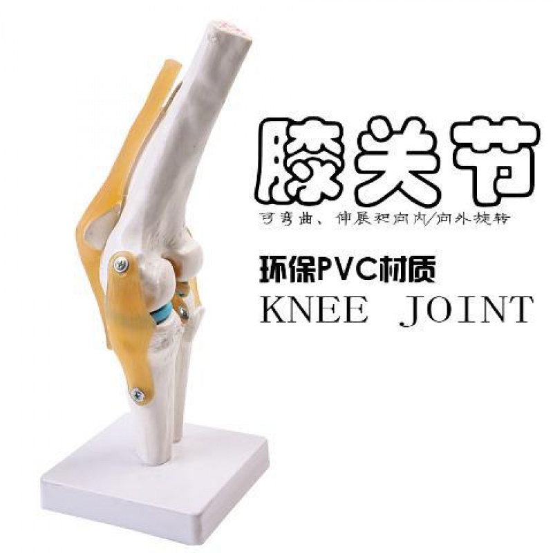 人体功能模型肩关节肘关节手关节脚关节髋关节可动骨骼模型 膝关节 均码