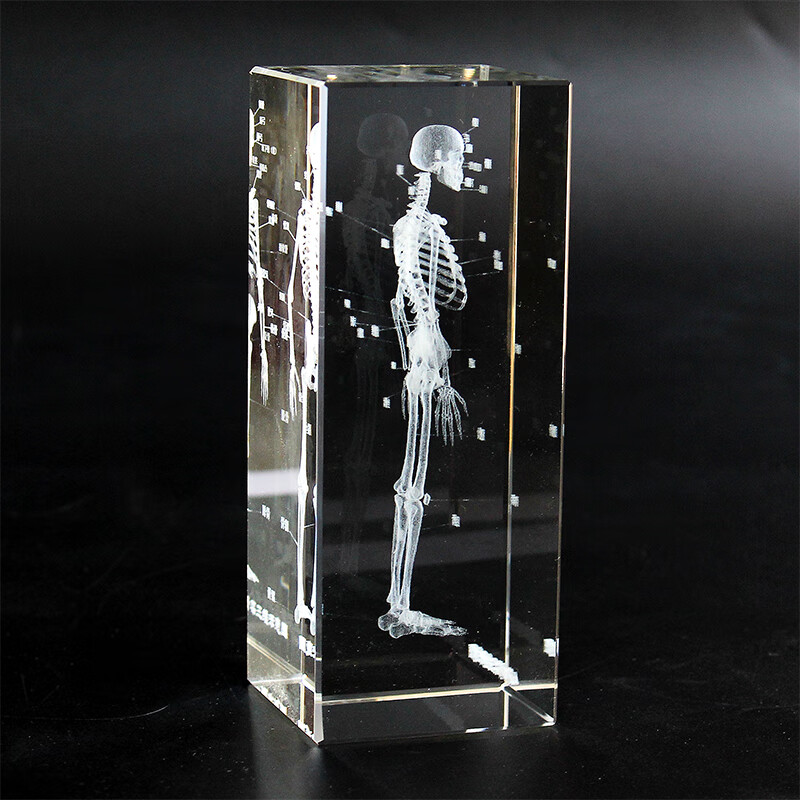 绘画参照结构图脊柱模型摆件水晶3d内雕纪念礼品 5x5x12厘米骨骼模型