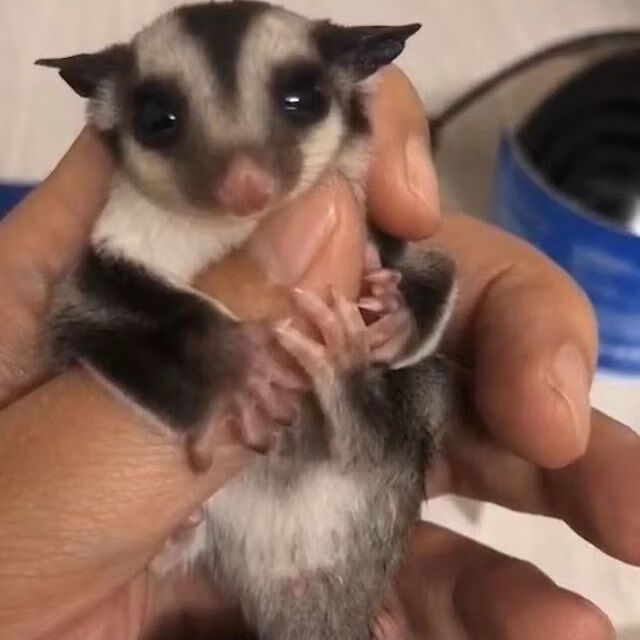 飞鼠活体 蜜袋鼯宠物活体公宝宝蜜袋鼯幼崽自家繁育手养健康包活 普蜜