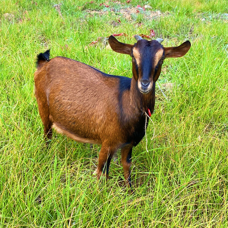 纯种南江黄羊原产地怀孕母羊种公羊波尔山羊活苗黑小羊羔定金