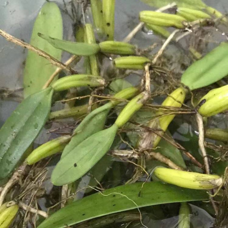 芬氏石橄榄 潮州新鲜单叶中果  单页石岩珠 炖汤 潮汕发货3斤