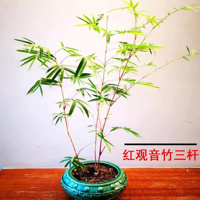 红竹盆栽红观音竹盆栽室内四季常青竹子盆栽客厅竹苗桌面花卉绿植 三