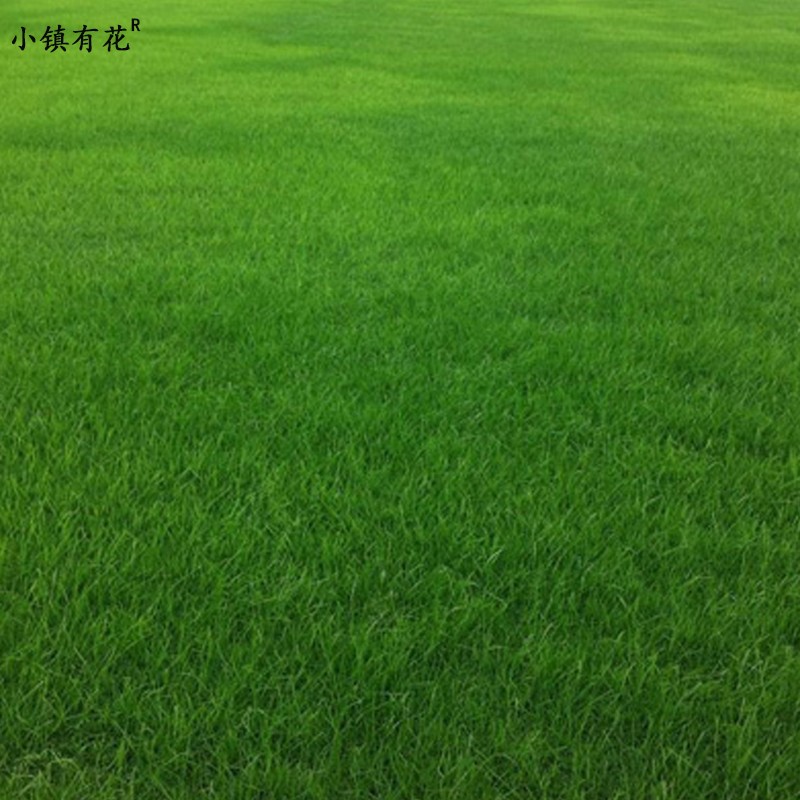 小镇有花  蓝标早熟禾种子 草坪种子  叶色深绿耐寒耐旱低养护草皮