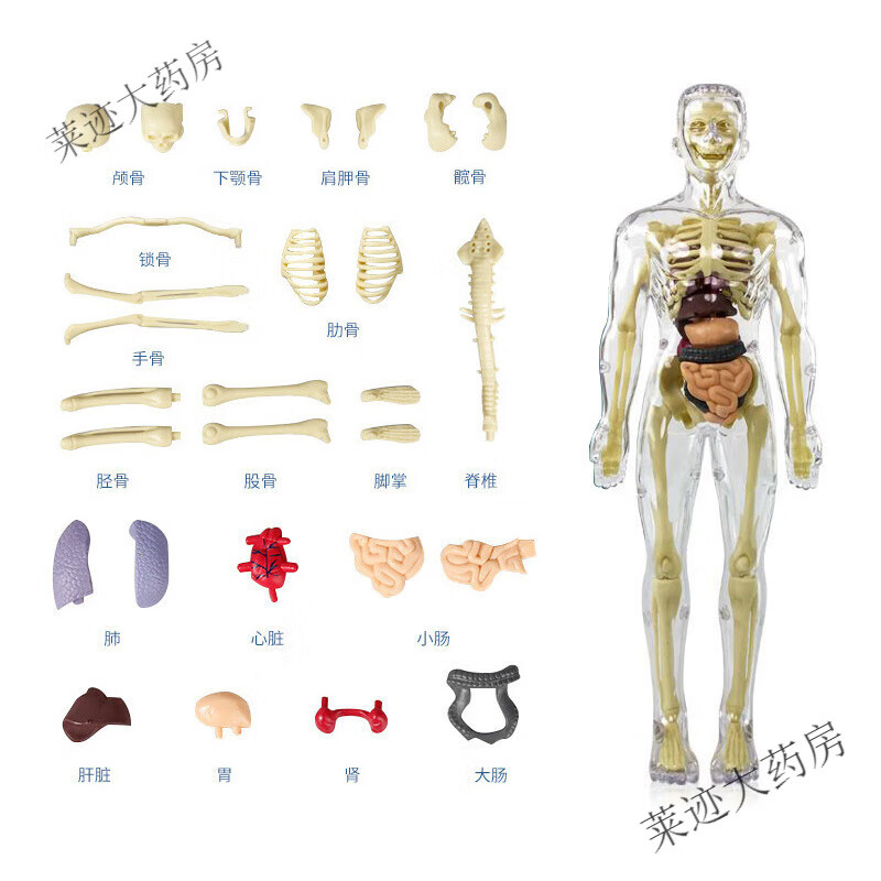 鱼跃（Yuwell）初中生物人体结构骨骼架模型器官脏解剖3d医学可拆卸拼装儿童玩具 透明款-人体模型
