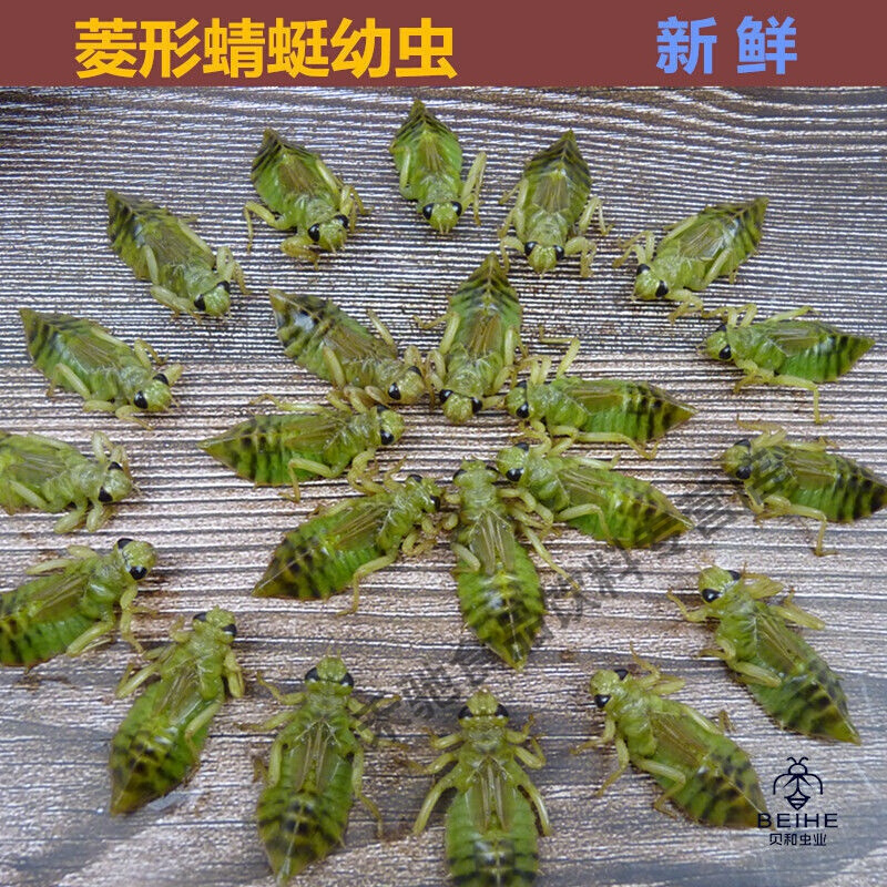 水蜻蜓鲜活直接新鲜冷冻蜻蜓幼虫菱形水蜻蜓水泵虫宽体蜻蜓蛹食用 1