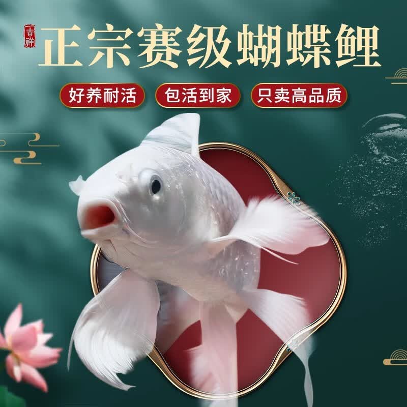 CRAZY PLANT台湾蝴蝶鲤活体鱼球体短身大型鳍长尾观赏鱼好养耐活冷水鱼锦鲤 【贵妃精品】1条 16-18cm高性价比高么？