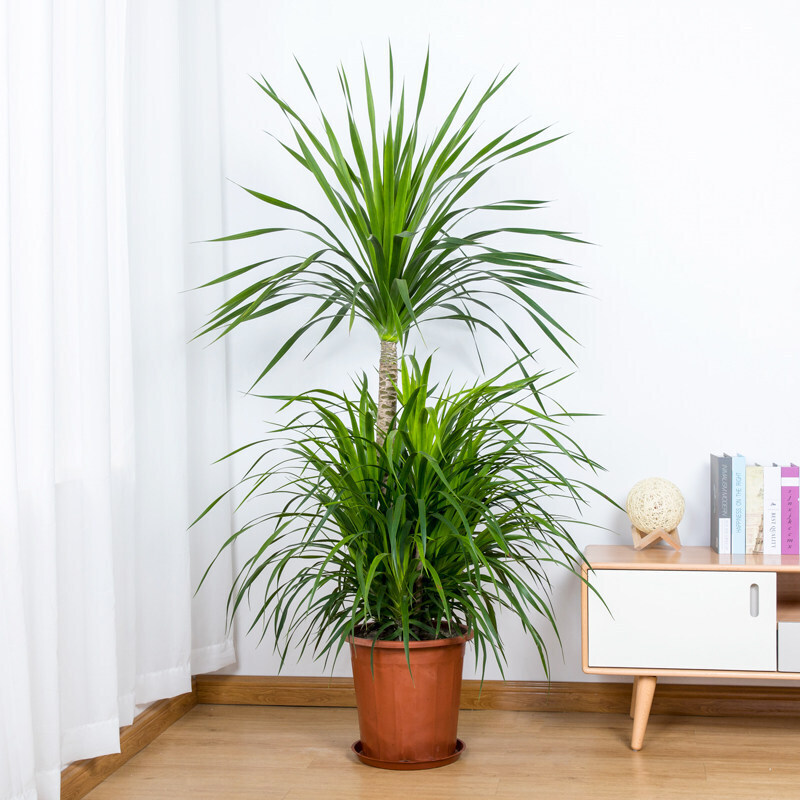 林园多杆龙血树大型植物室内龙须树盆栽大客厅绿植龙血树盆栽四季好养
