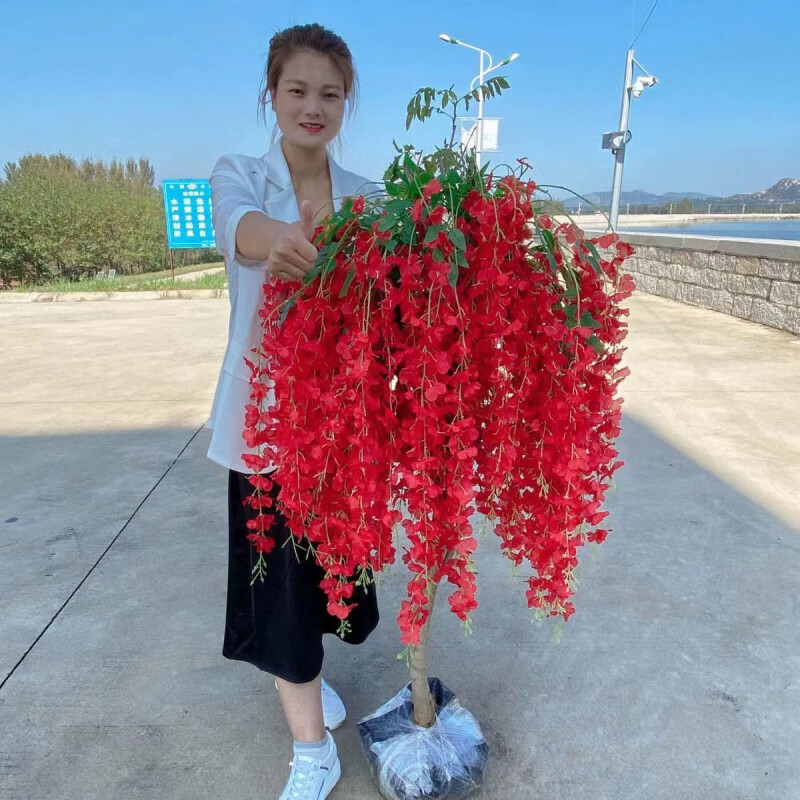 恬园小巷紫藤树苗庭院植物四季开花浓香型盆栽长穗紫藤树苗老桩苗花卉