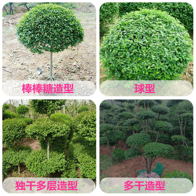 花俊小叶女贞造型树庭院别墅楼顶景观绿化多头造型树耐寒常青花卉树苗