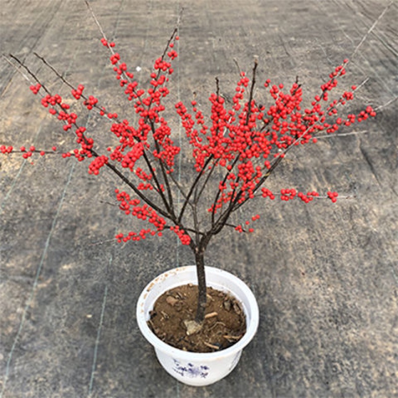 北美冬青盆栽植物红果冬青盆景耐寒植物可盆栽地栽苗木 北美冬青7-8年