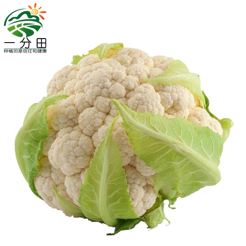一分田 有机白菜花 白花菜 宝塔松花菜 花椰菜 生鲜 新鲜蔬菜 有机