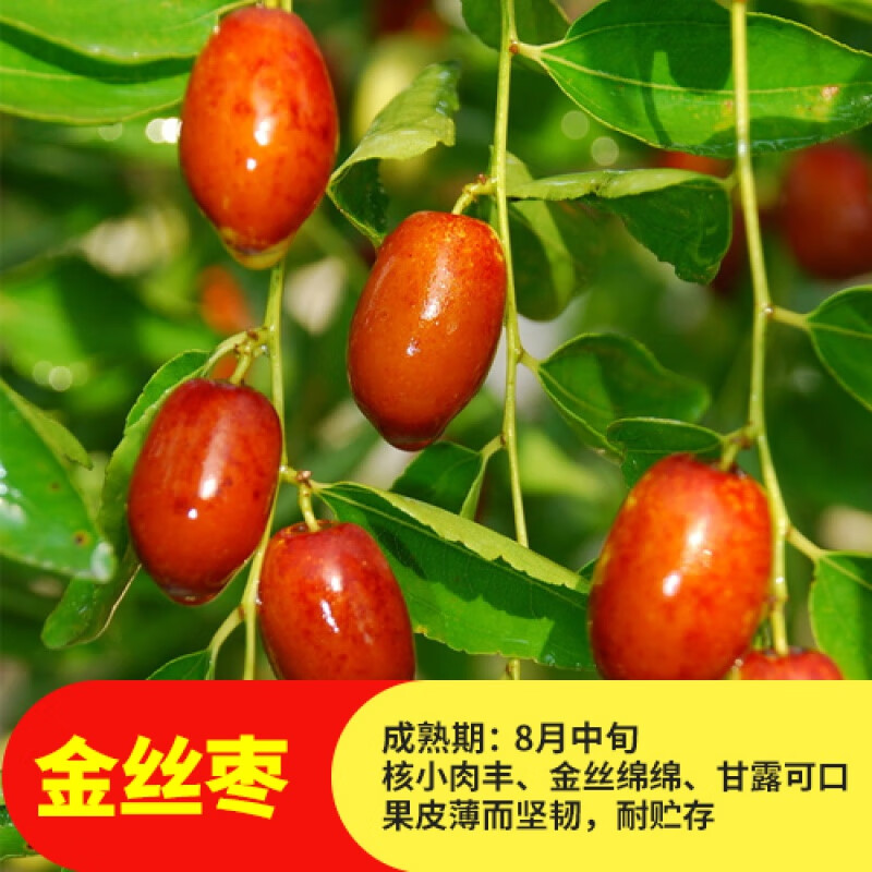 树苗早脆王特大当年结果嫁接苗冬枣地栽枣树活苗果树苗水果苗 金丝枣