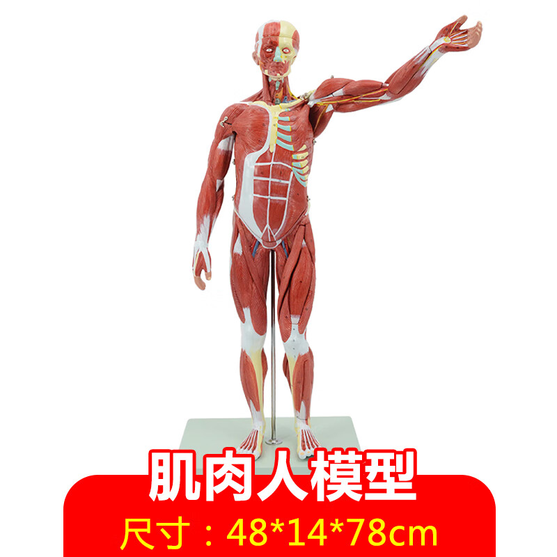 可拆卸人模型全身肌肉解剖骨骼艺用肌肉起止点医用 78cm人体肌肉解剖