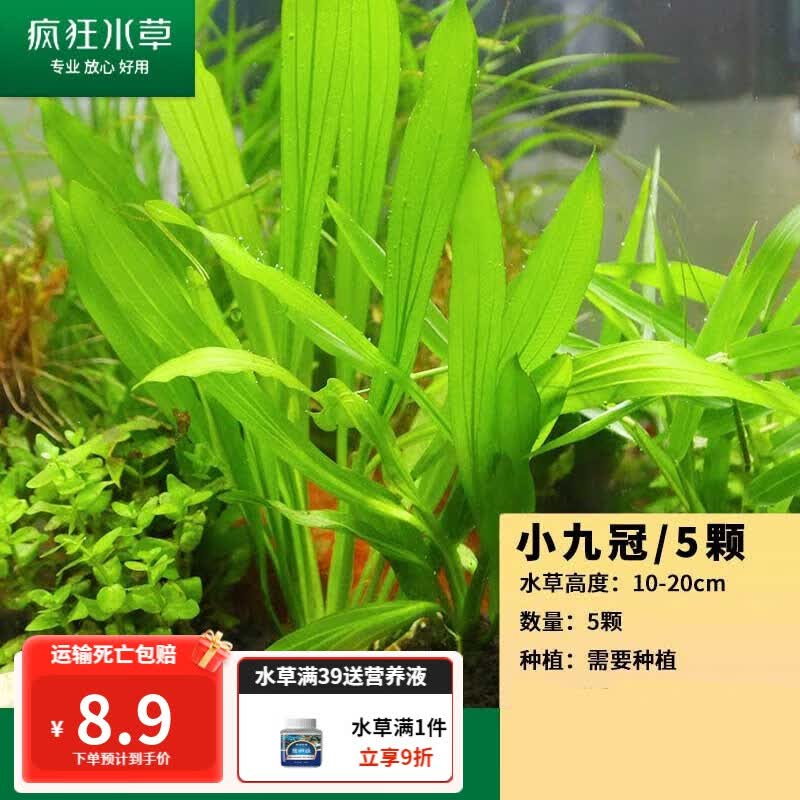 疯狂水草水草活体鱼缸造景植物套餐懒人绿植蜈蚣草莫斯水下叶 新手推荐-小九冠（5颗）怎么看?