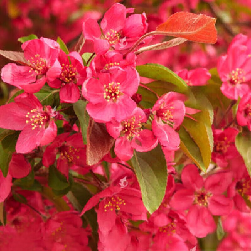 花支蕊 西府海棠花树苗庭院耐寒植物垂丝盆栽室内外四季开花北美海棠