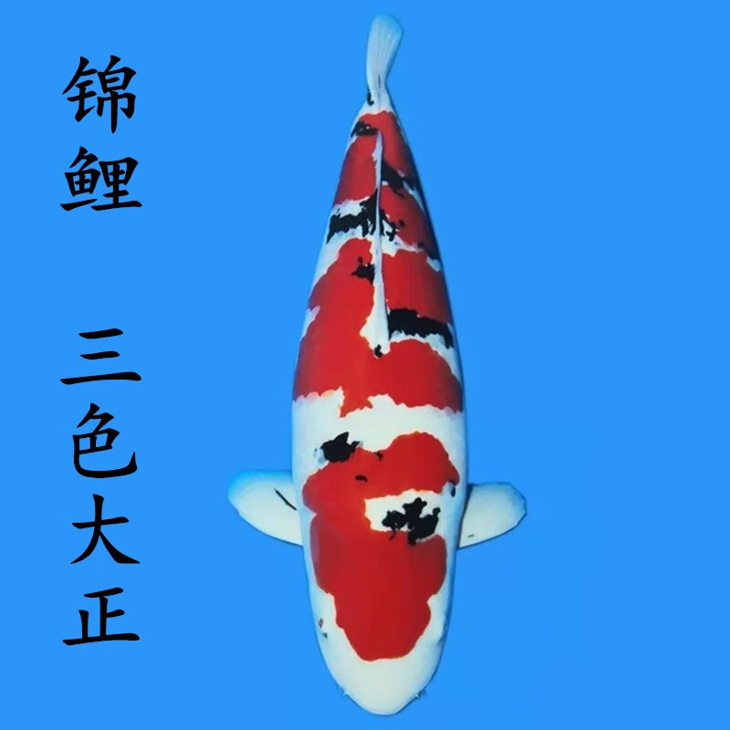 锦鲤活体日本纯种昭和白写观赏鱼红白丹顶大正三色白金乌金黄金锦鲤鱼