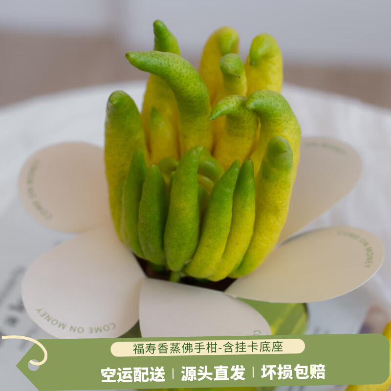 京东鲜花佛手柑2个250-400g+盆+贺卡套装鲜观赏毕业季福气礼物源头直发